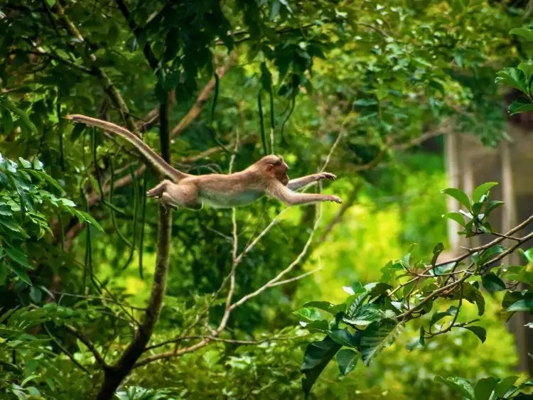 Private 2 Day Sandakan Wildlife Tour Kinabatangan River